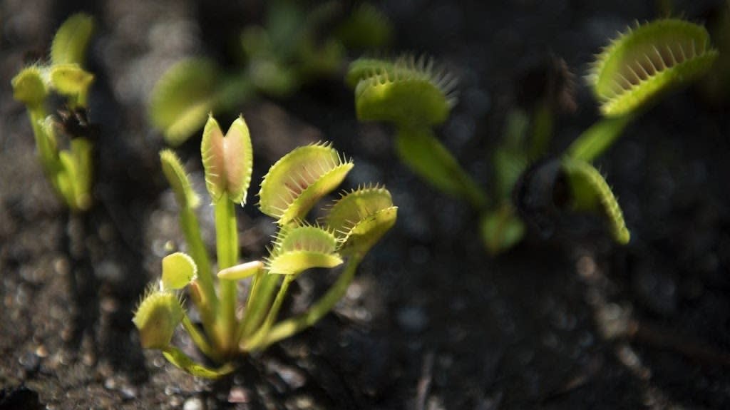 Carnivorous Plant at the North Carolina Botanical Garden