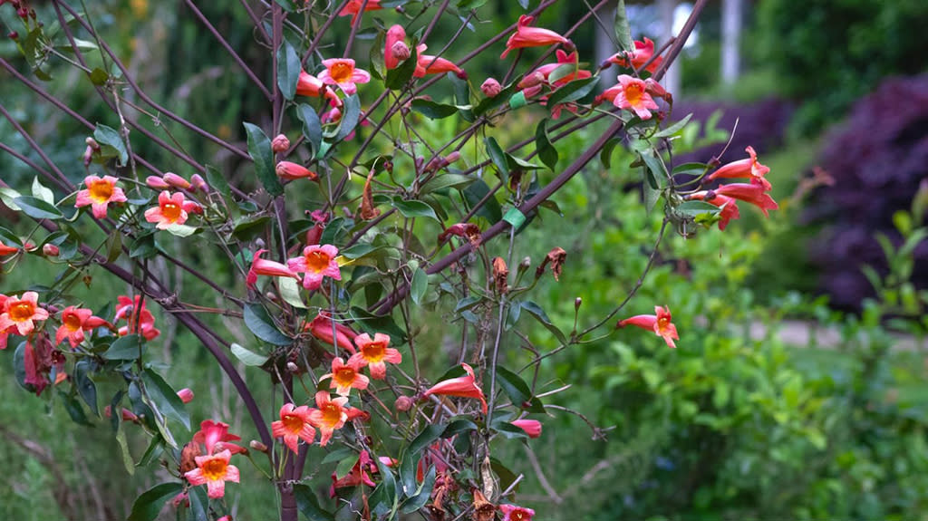 Tangerine Beauty Crossvine at the King Garden