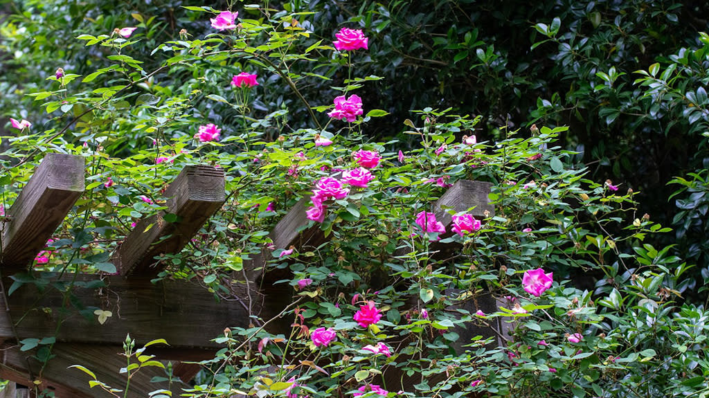 Zephirine Drouhin Rose at the Gourley Garden