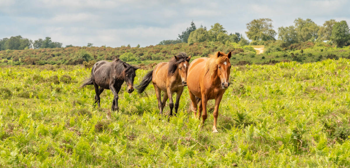 Three free-roaming ponies walking across heathland in the New Forest
