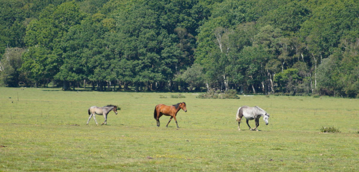 Three ponies walking on grassland in the New Forest