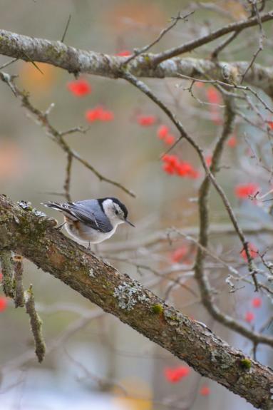 Birding