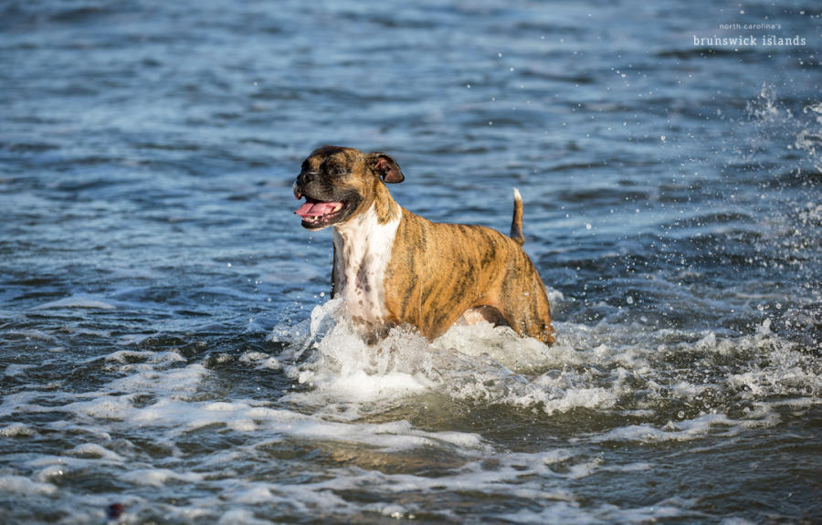 Dog enjoying the beach