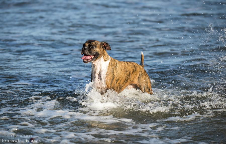 Dog playing in the water at the beach