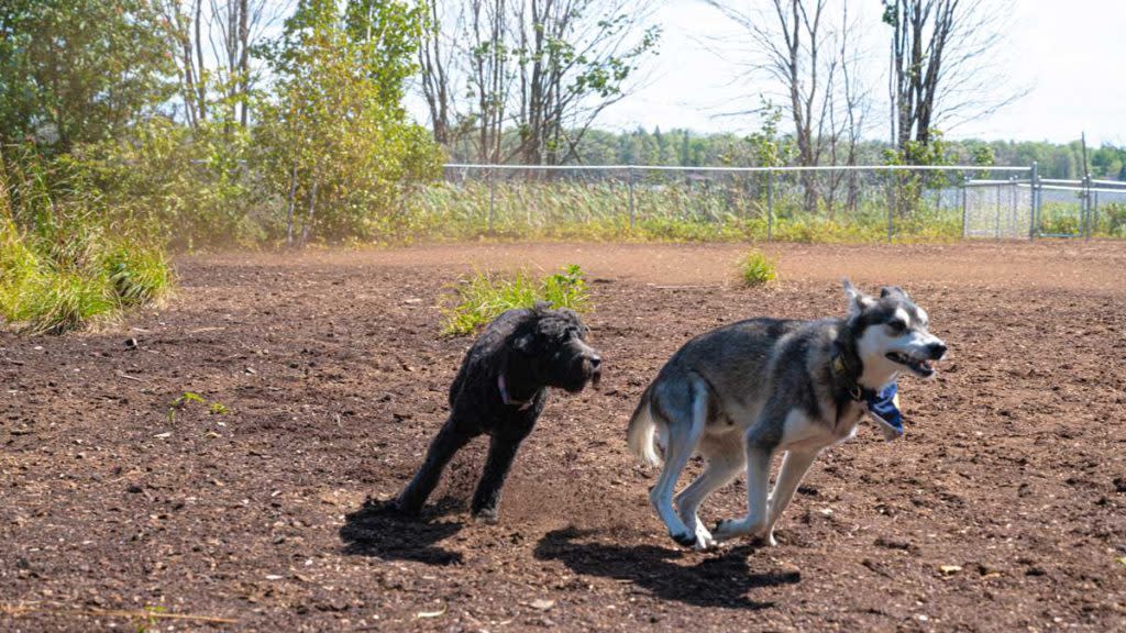 Chassell dog park