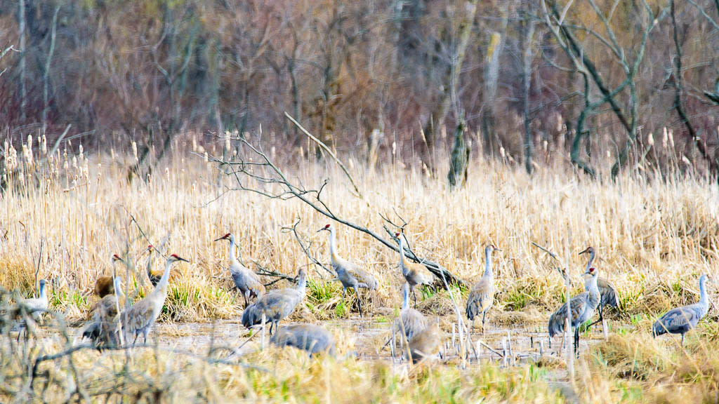 Sandhill cranes are standing in a group in a marshy area