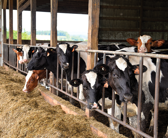 Dairy cows at Lakevue Farm