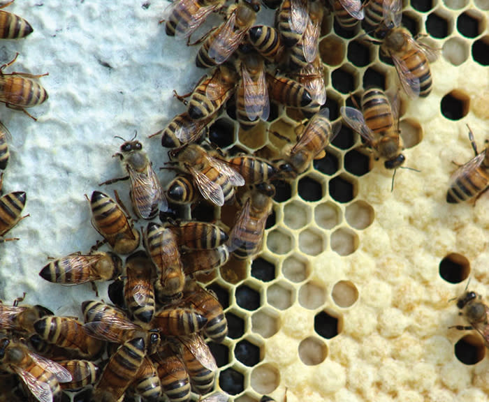 Honeybees on honeycombs