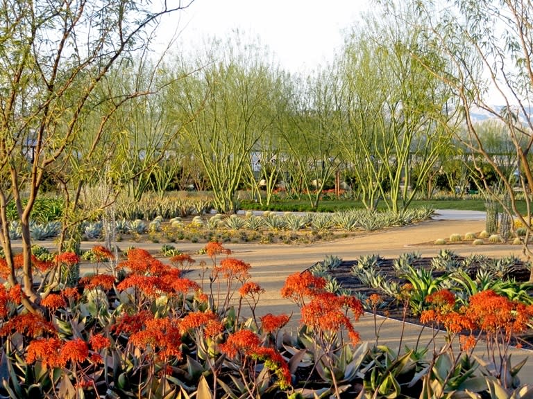 A desert garden at dusk with orange-flowered plants in the foreground, agave plants in the middle, and tall, thin trees in the background under a clear sky.
