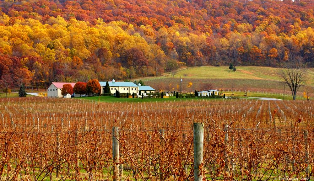 Fall foliage on display at a farm in Loudoun County 