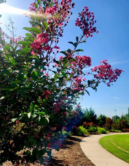 Crape Myrtle park_trees with walking path 2023
