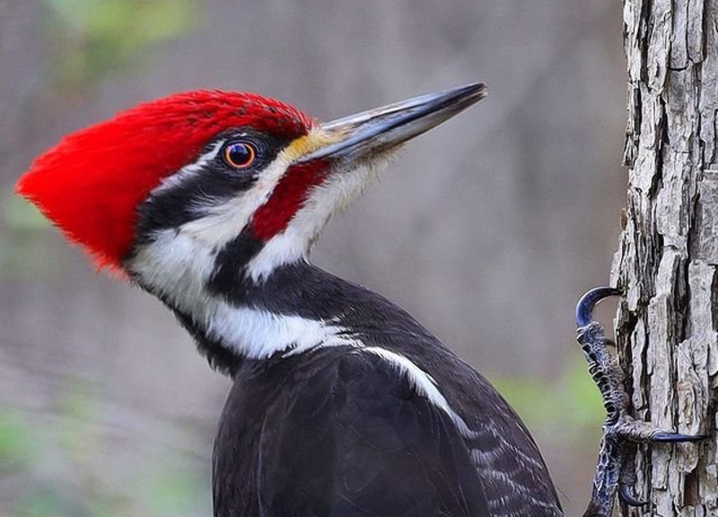 A pileated woodpecker perched on a tree trunk