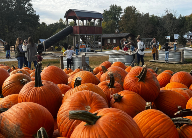Image is of pumpkins in the foreground and kids and parents playing in the background.