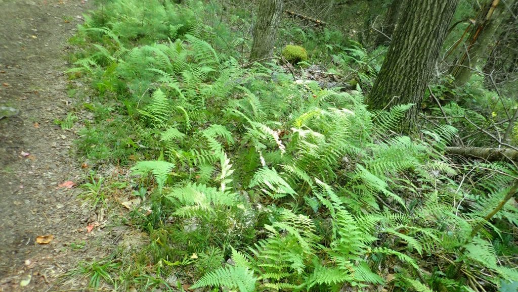 Ferns