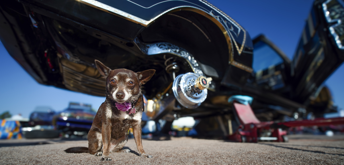 A small brown dog with white markings, wearing a purple collar, stands in front of a raised, polished lowrider car under a clear blue sky.