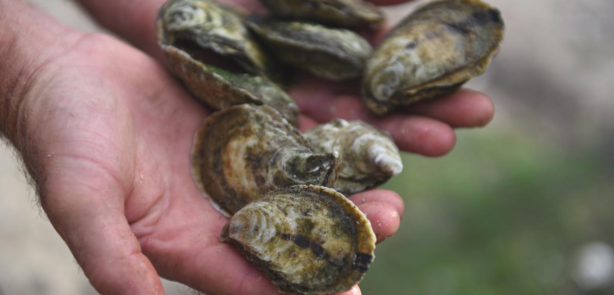 A person holding several uncooked oyster shells in their hands.