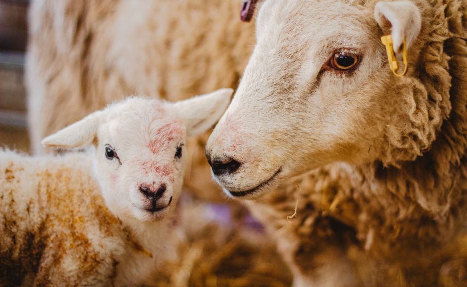 picture of a lamb and its mother