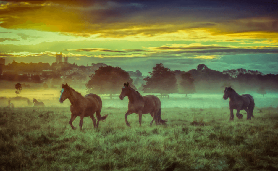 picture of horses trotting on a field in West Common