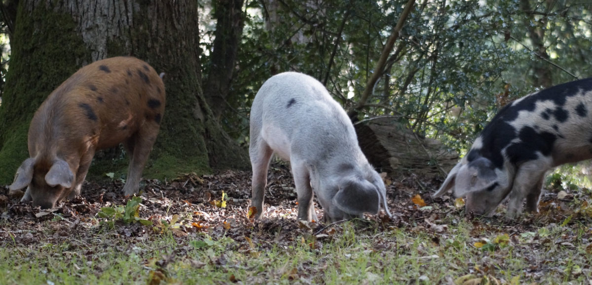 Pigs snuffling acorns in the New Forest