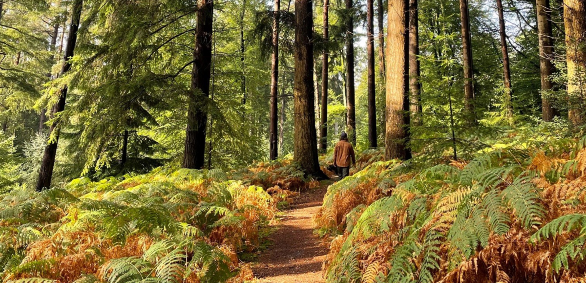 Walking in the New Forest Early Autumn