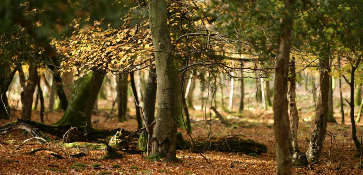Autumnal ancient woodlands in the New Forest