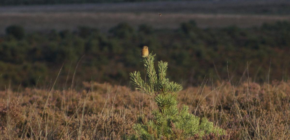 Bird with a bee above sitting on gorse in the New Forest
