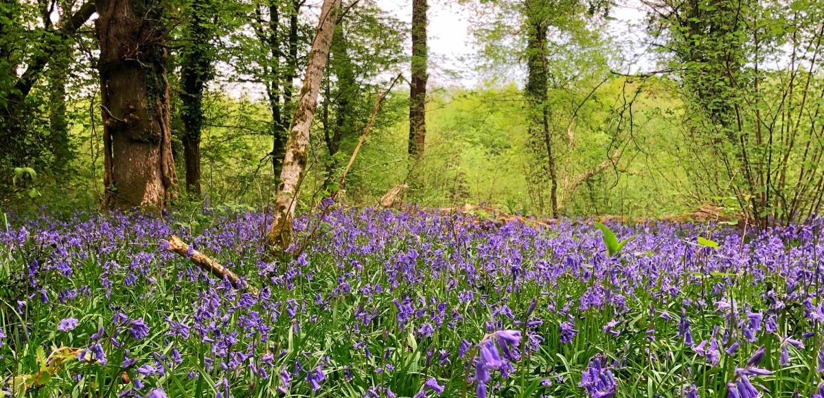 Bright bluebells in the New Forest