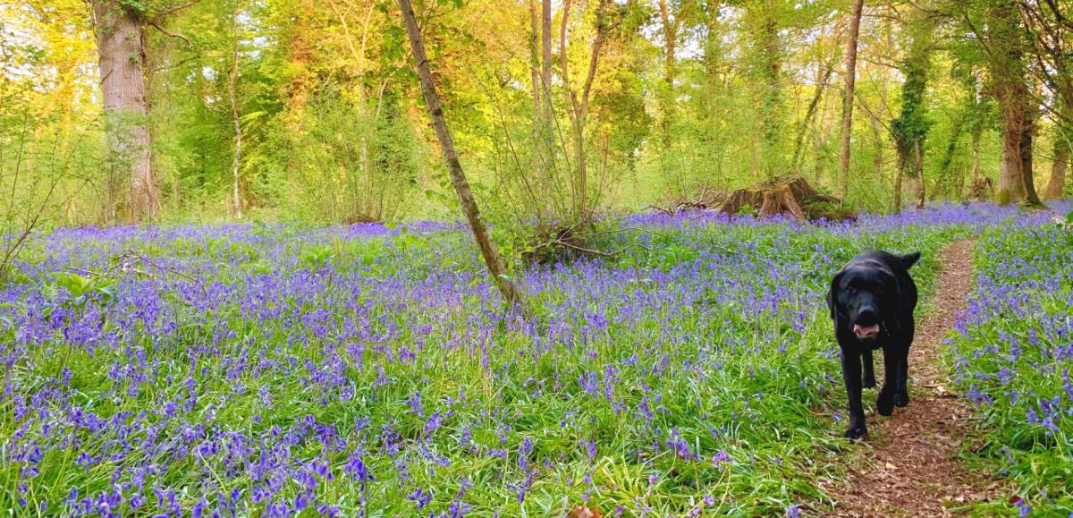 Dog wandering through bluebells in the spring in the New Forest