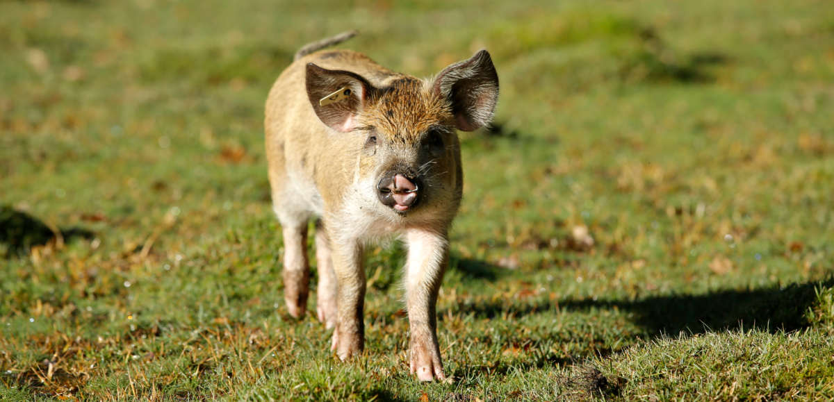 Pannage pig during the autumn in the New Forest