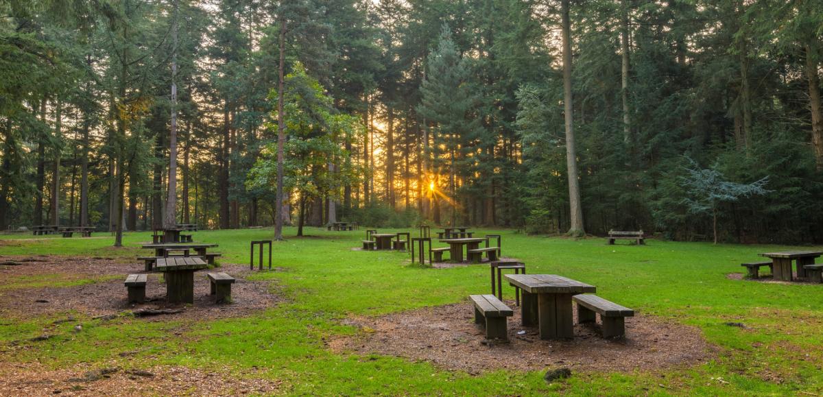 Picnic Benches in ancient woodland in the New Forest