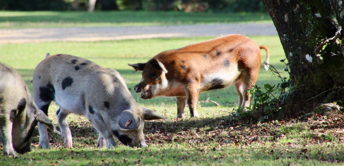 Pigs snuffling acorns under a tree in the New Forest