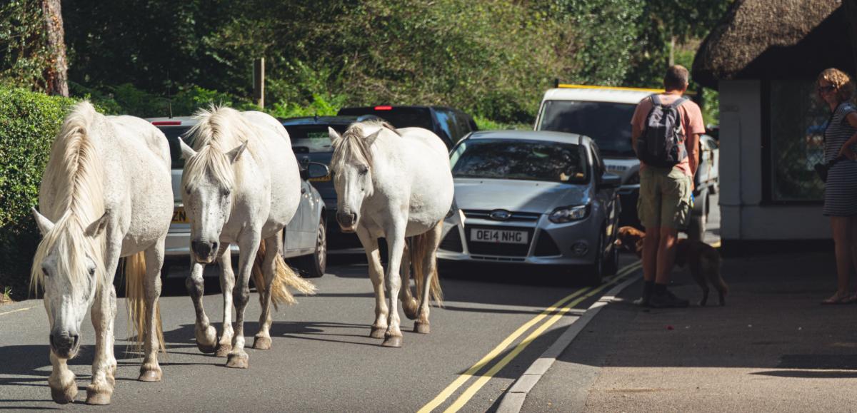 Ponies wandering on road in front of cars in the New Forest