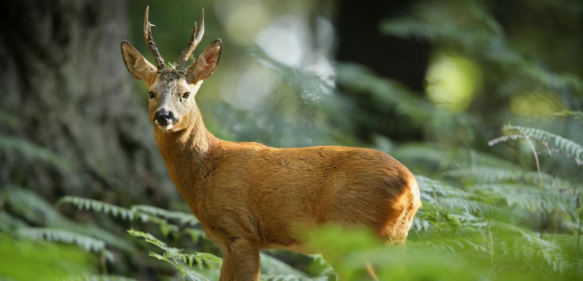 Sika Deer in the New Forest