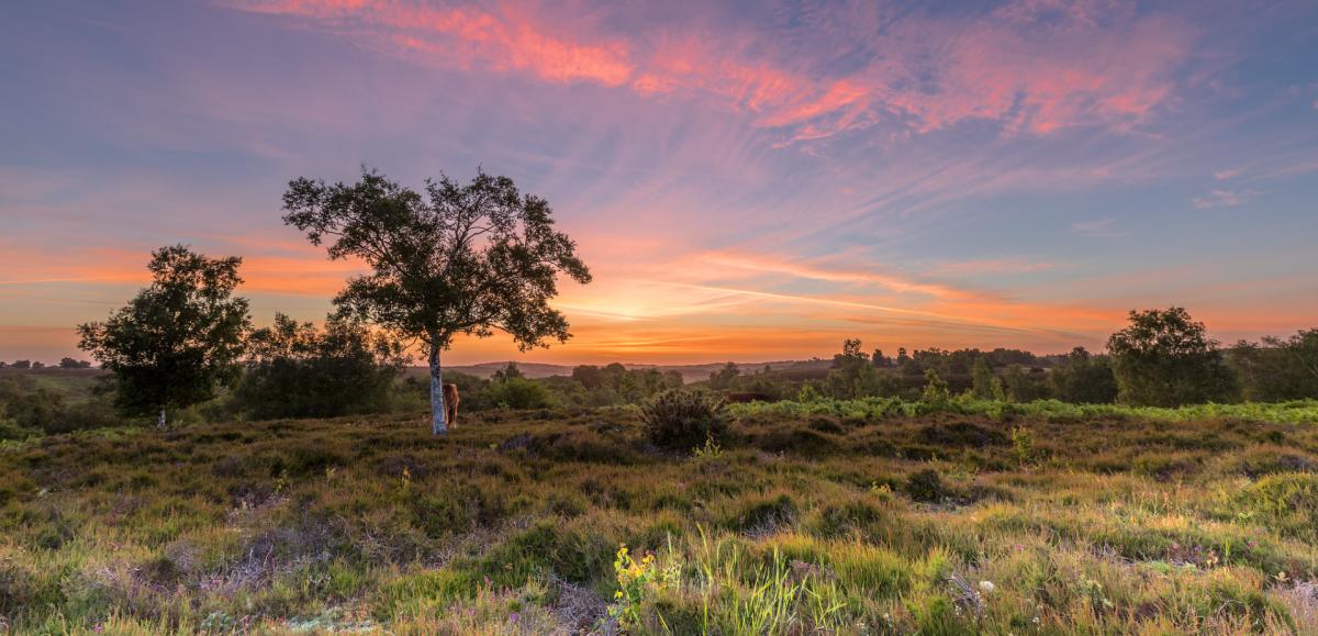 Sunset across heathland in the New Forest