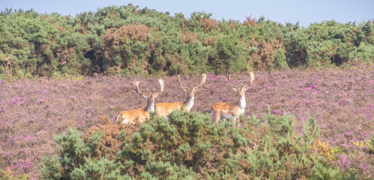 Three deer hiding behind gorse within the heather in the New Forest