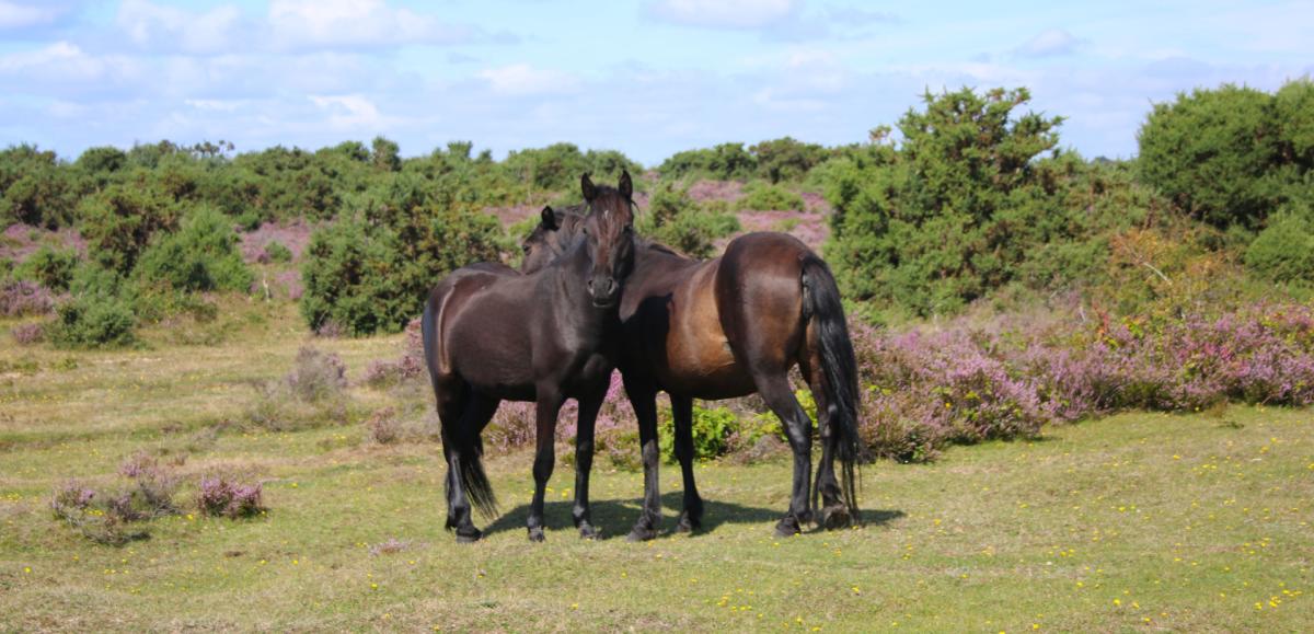 Two free roaming ponies in the summer in the New Forest