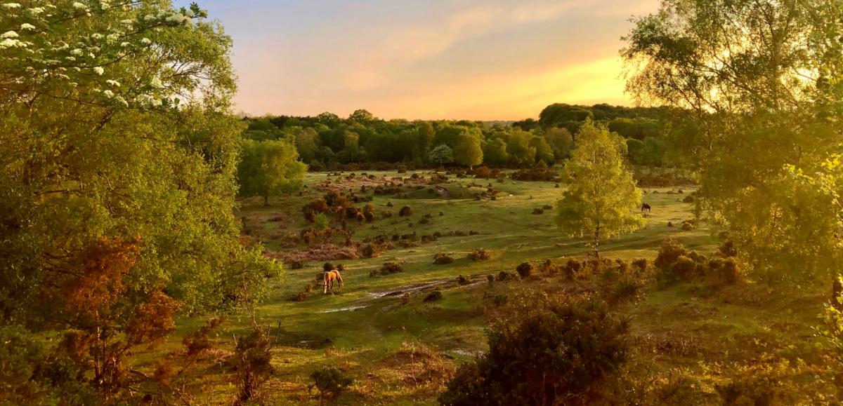Views across landscape with ponies at sunset in the New Forest