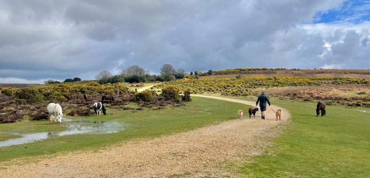 Walking dogs on leads by free roaming ponies in the New Forest