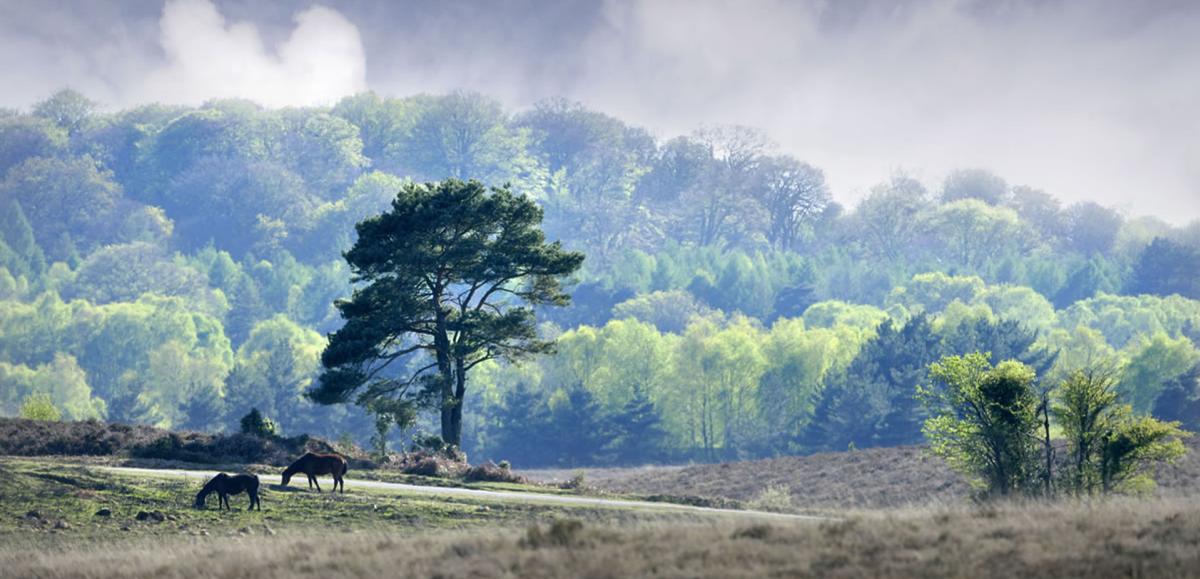 The enchanting New Forest is a short drive from Southampton.
