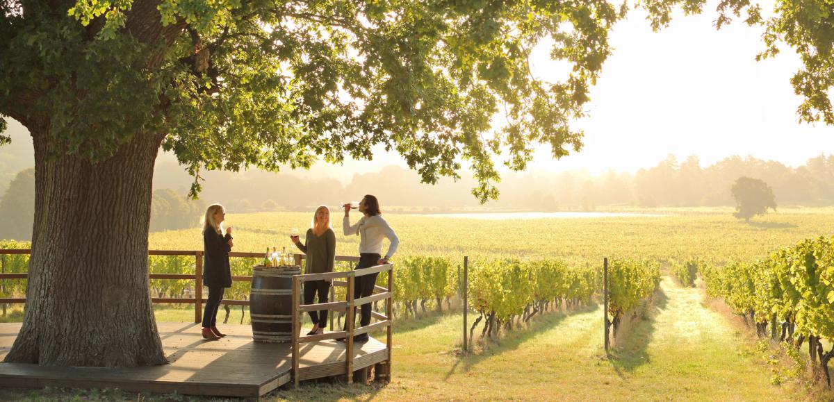 Denbies Wine Estate