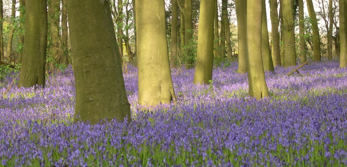 National Trust Polesden Lacey, Spring Walk