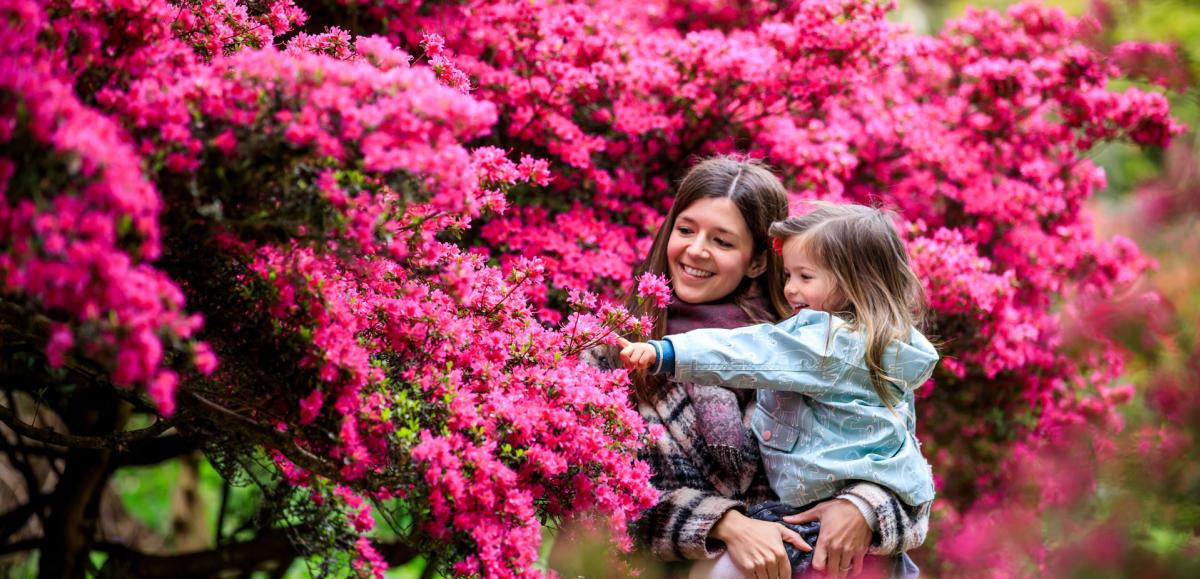 Spring in Wisley Garden