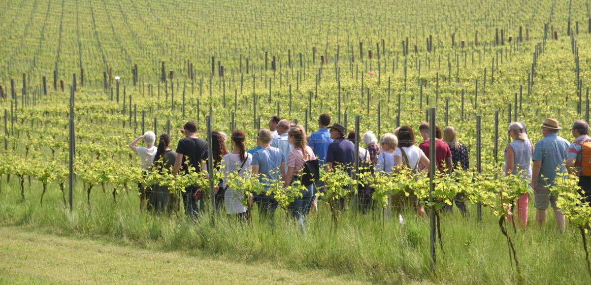 Walking through the vines on a Albury Vineyard Tour Experience