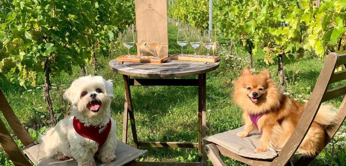 Surrey Day at Albury Vineyard