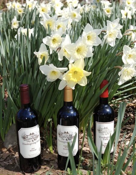 Spring daffodils in bloom and spring wine