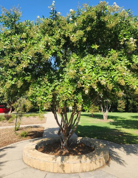 2023 original gifted tree at Crape Myrtle World Collection Park