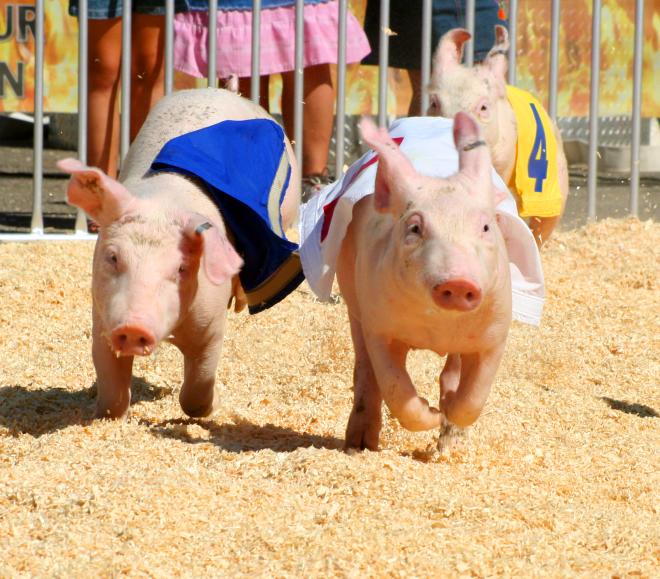 Salem Fair - Barnyard Race - Salem, Virginia