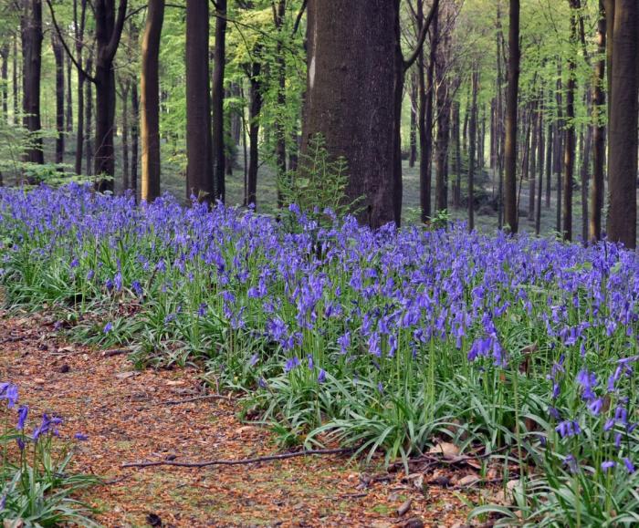 a field of bluebells
