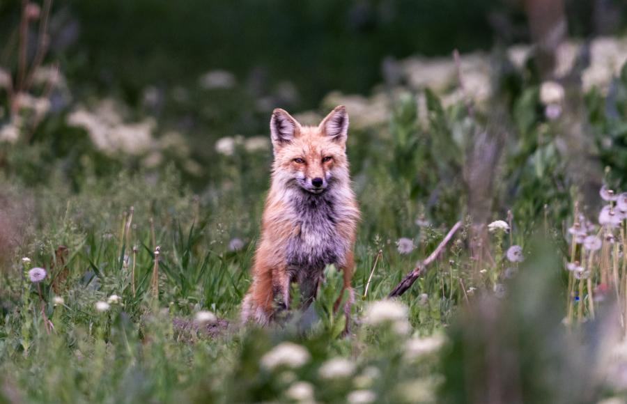 Red Fox