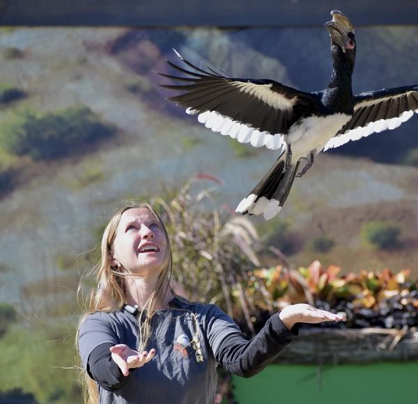 Zoo bird show